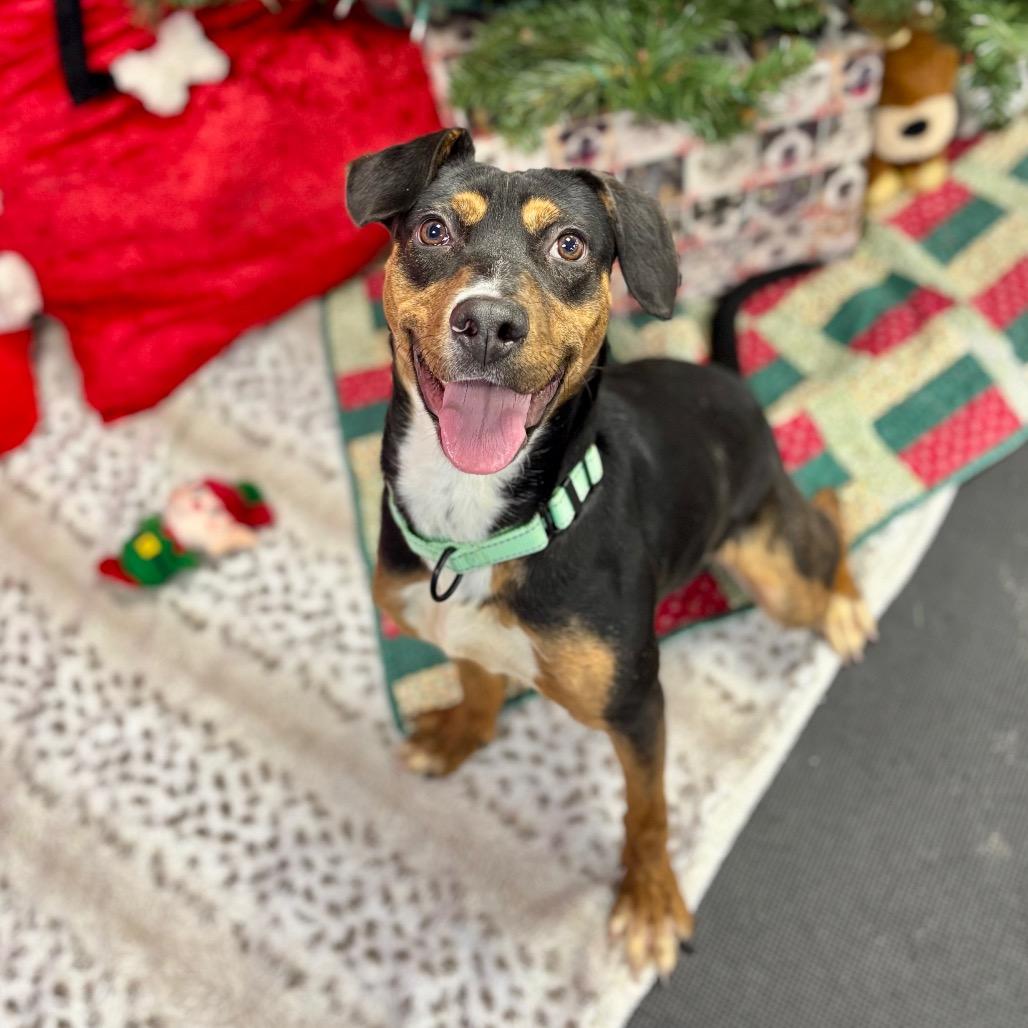 Enlarge Tracy, a Adoptable mixed breed in Wantagh, NY image 6/6