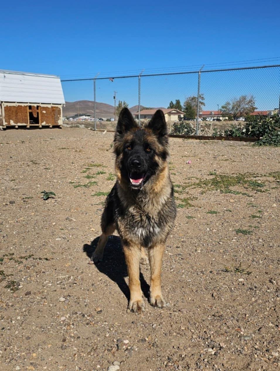 Enlarge Imara, a Adopted mixed breed in Silver Springs, NV image 2/2