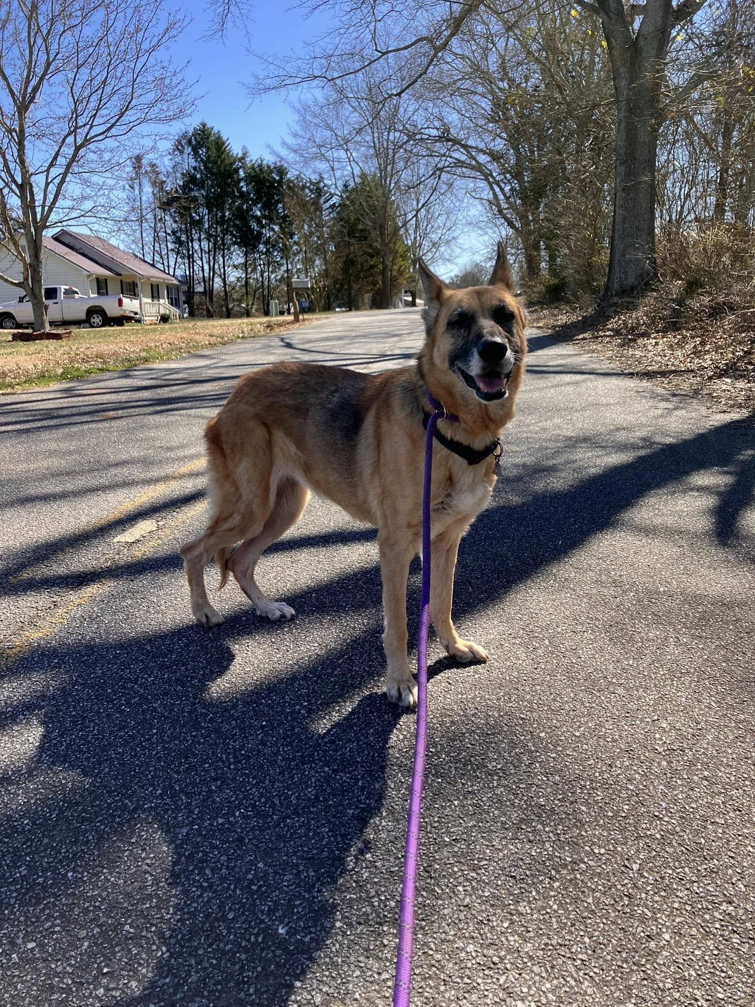 Izzy, Adoptable, Senior Male German Shepherd Dog.
