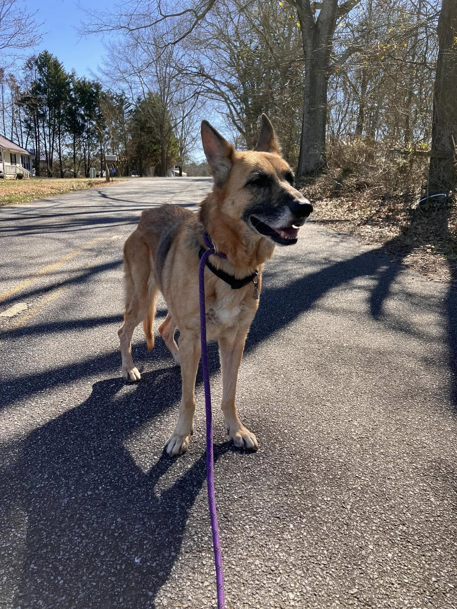 Enlarge Izzy, a Adoptable German Shepherd Dog in Colbert, GA image 2/3