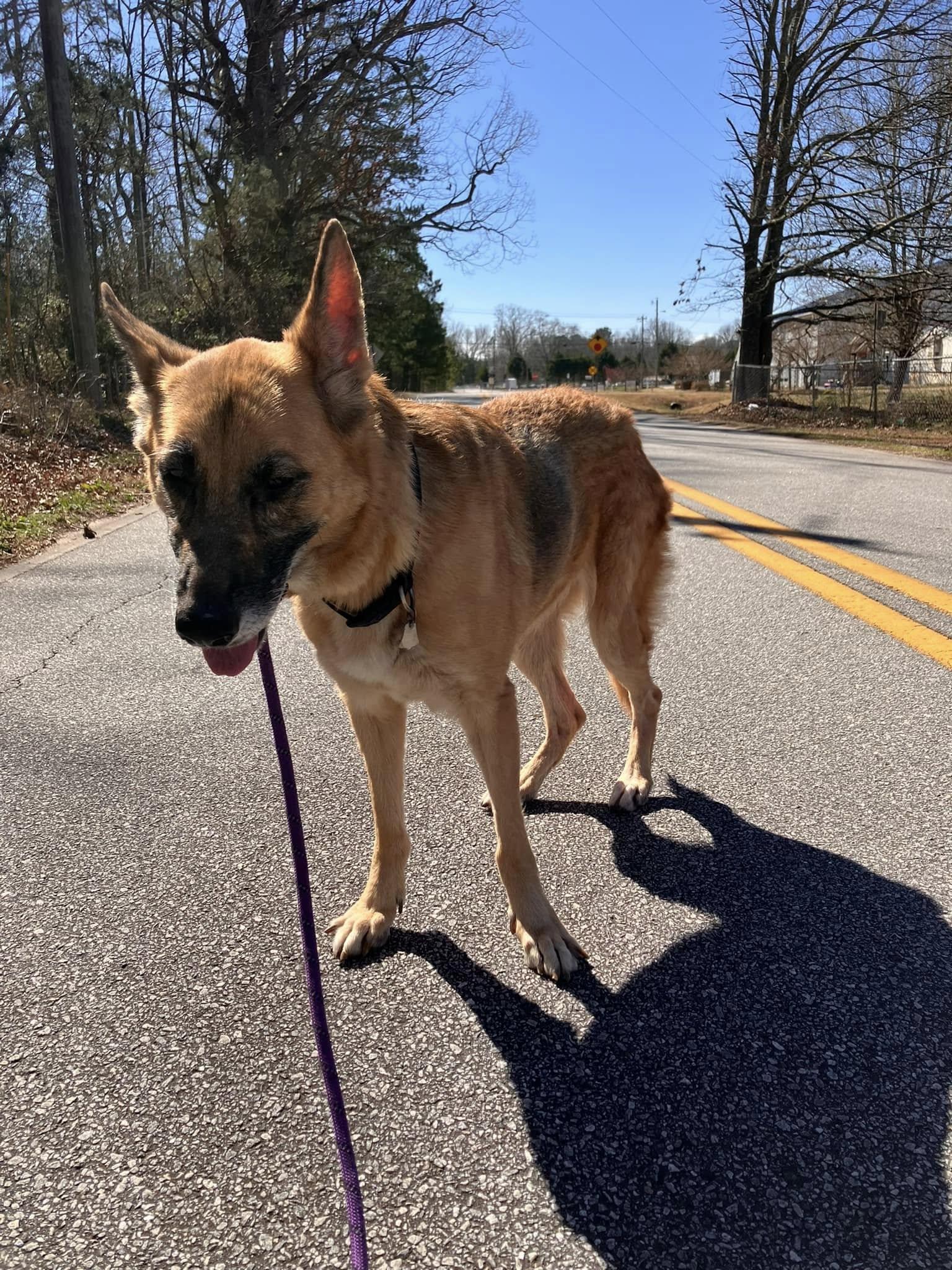 Enlarge Izzy, a Adoptable German Shepherd Dog in Colbert, GA image 3/3