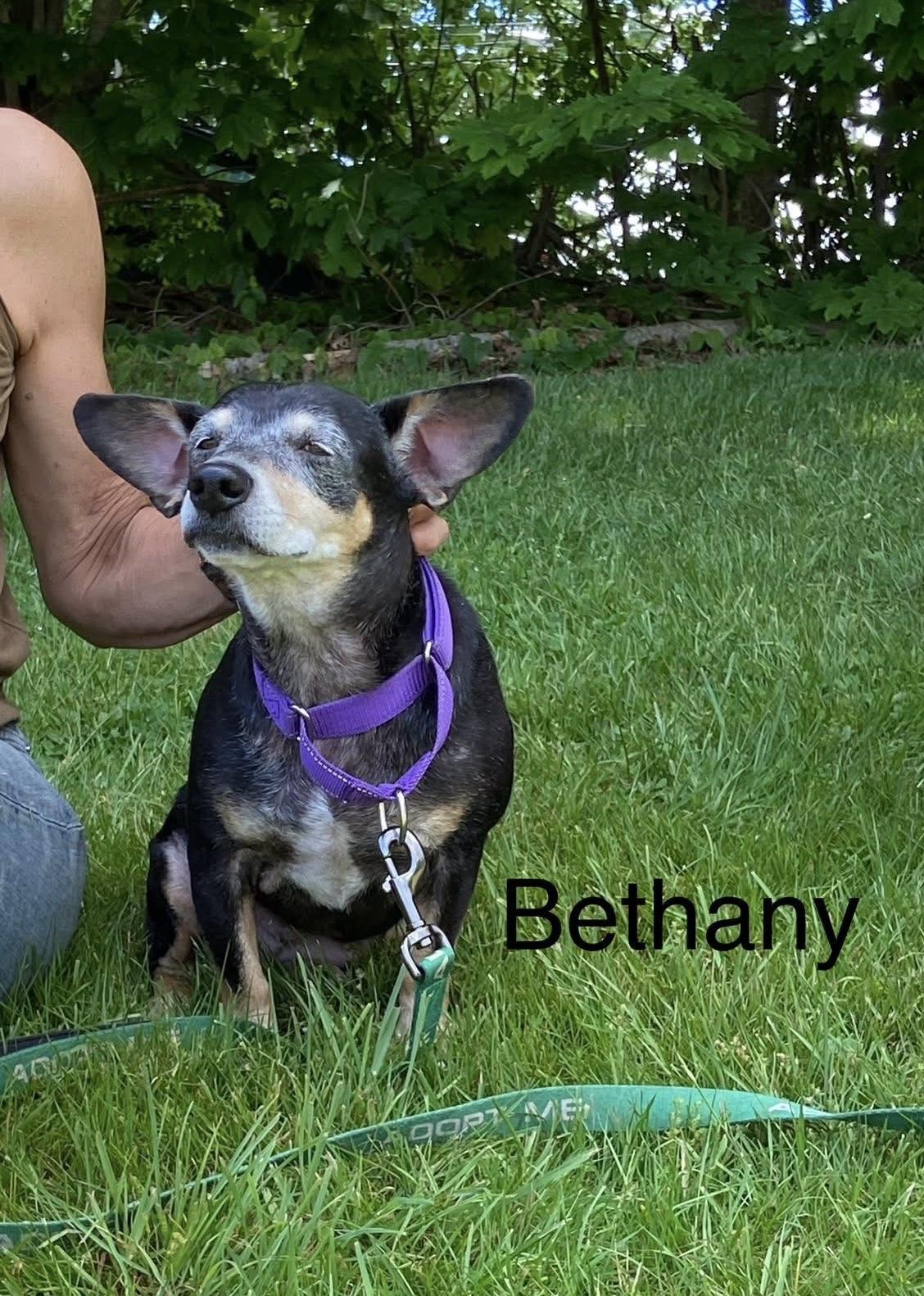 Bethany, an adopted mixed breed in Watertown, CT image 3/4