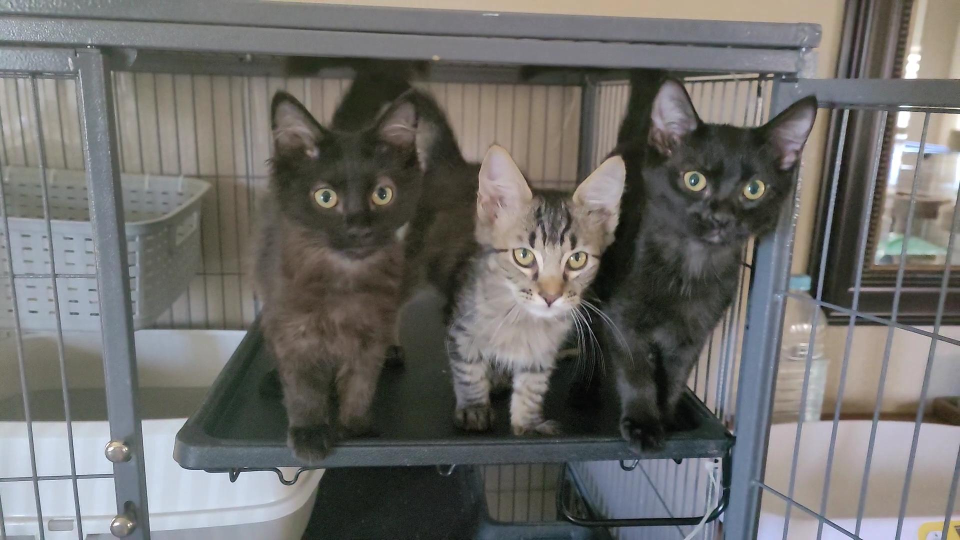 Enlarge COCOA PUFF, a Adopted mixed breed in Escalon, CA image 5/6