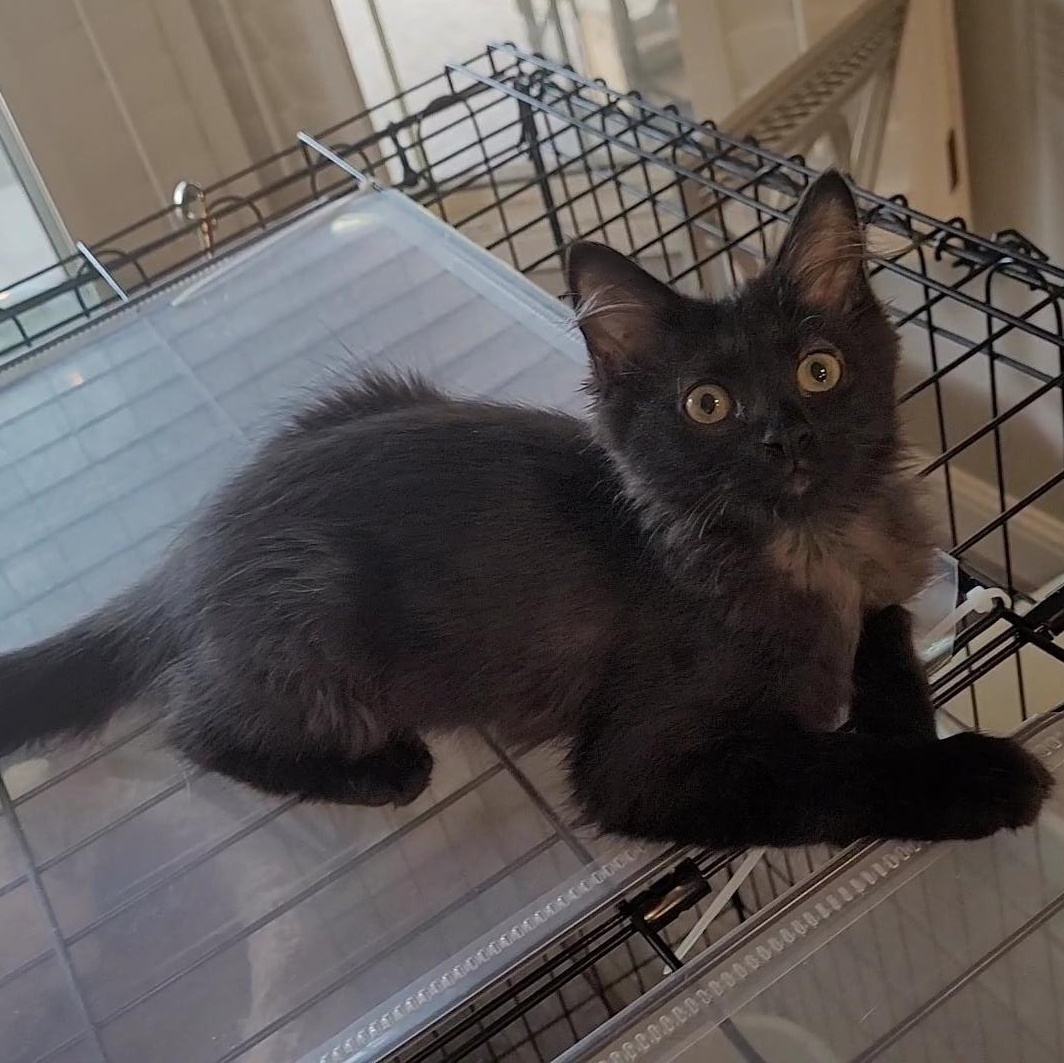 Enlarge COCOA PUFF, a Adopted mixed breed in Escalon, CA image 2/6