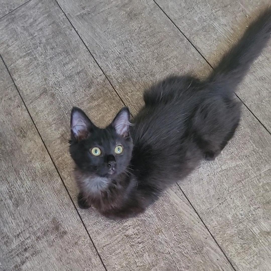 COCOA PUFF, Adopted, Kitten Female Domestic Medium Hair & Maine Coon.
