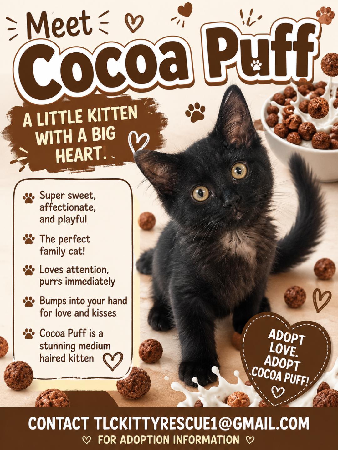 Enlarge COCOA PUFF, a Adopted mixed breed in Escalon, CA image 6/6