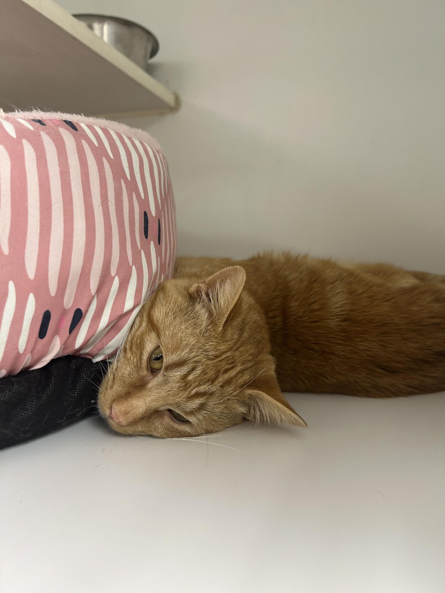 Enlarge MELVIN, a ADOPTABLE Domestic Short Hair in North Kansas City, MO image 2/3