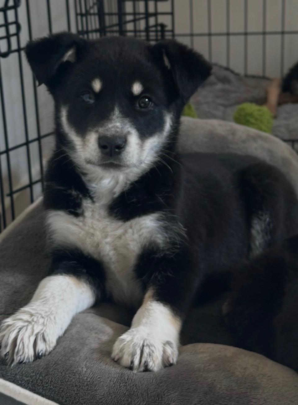 Porter, adopted, Puppy Female German Shepherd Dog & Siberian Husky.