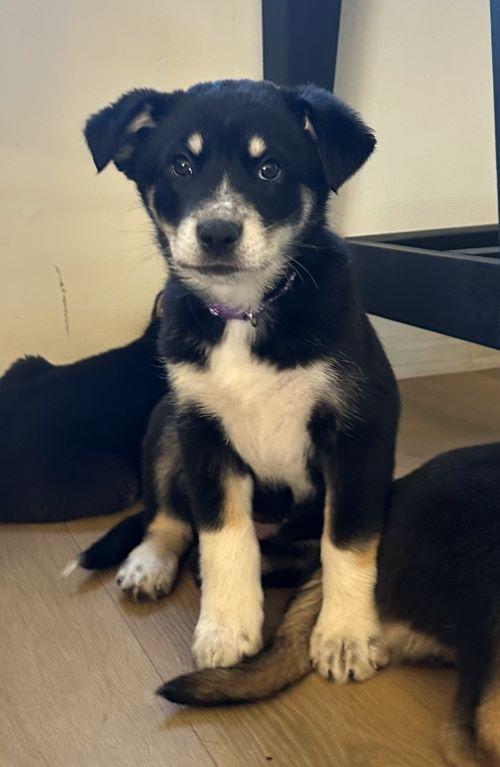 Porter, an adopted mixed breed in San DIego, CA image 2/2
