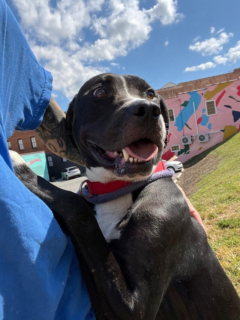 Pongo, Adoptable, Adult Male Pit Bull Terrier.