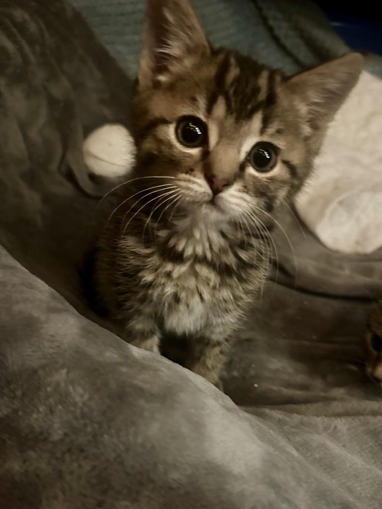 Zoey, a Adoptable Domestic Short Hair in Challis, ID image 1/3