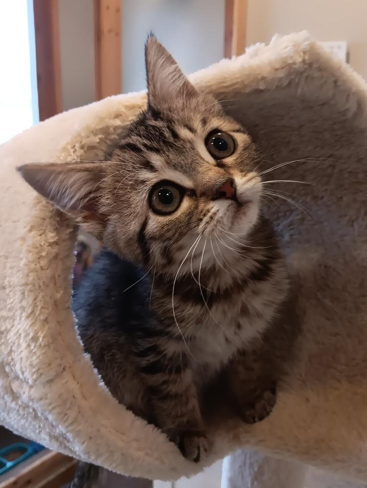 Zoey, a Adoptable Domestic Short Hair in Challis, ID image 2/3