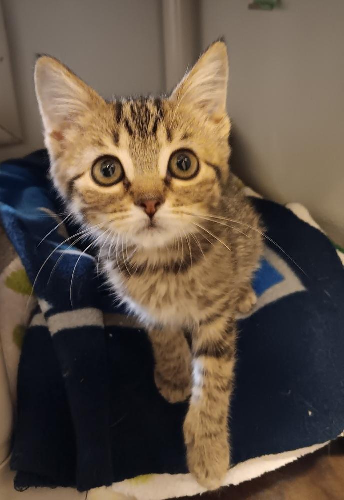 Zoey, a Adoptable Domestic Short Hair in Challis, ID image 3/3