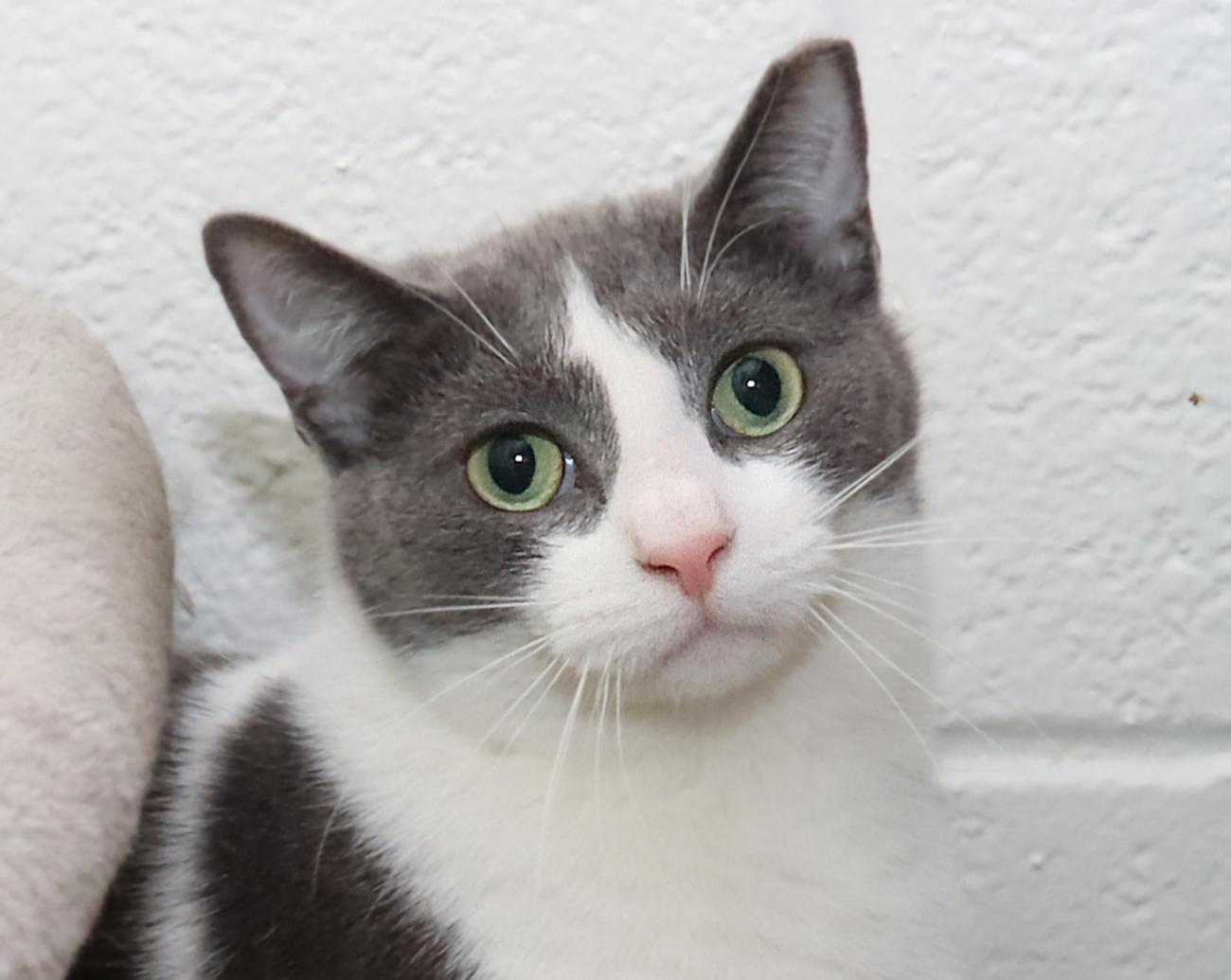 Gracie, adoptable, Young Female Domestic Short Hair.