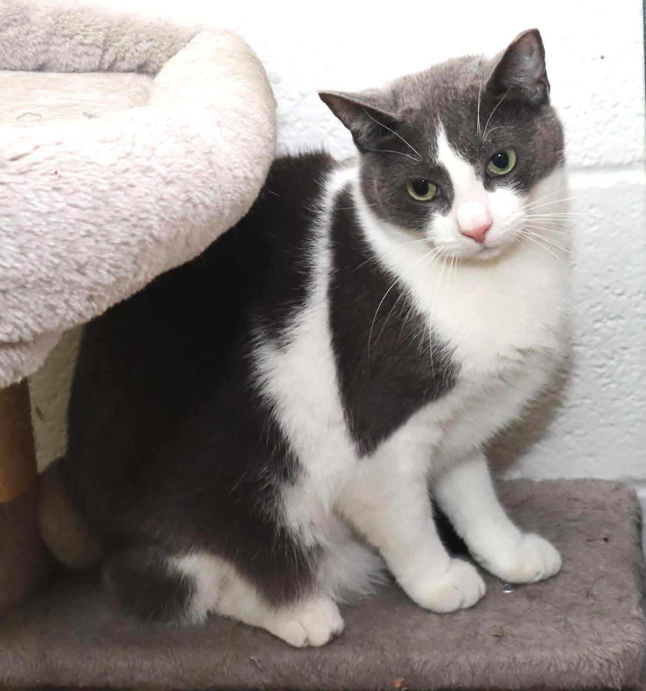 Enlarge Gracie, an adoptable Domestic Short Hair in Euclid, OH image 4/6