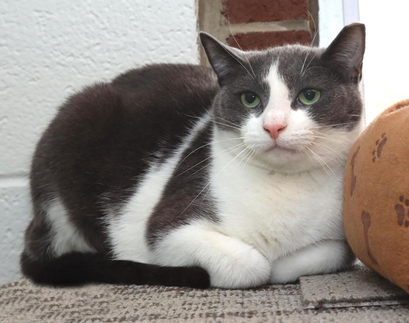 Enlarge Gracie, an adoptable Domestic Short Hair in Euclid, OH image 3/6
