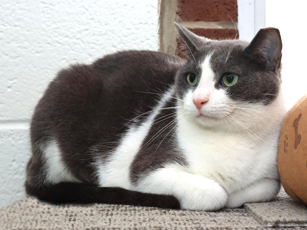 Enlarge Gracie, an adoptable Domestic Short Hair in Euclid, OH image 5/6