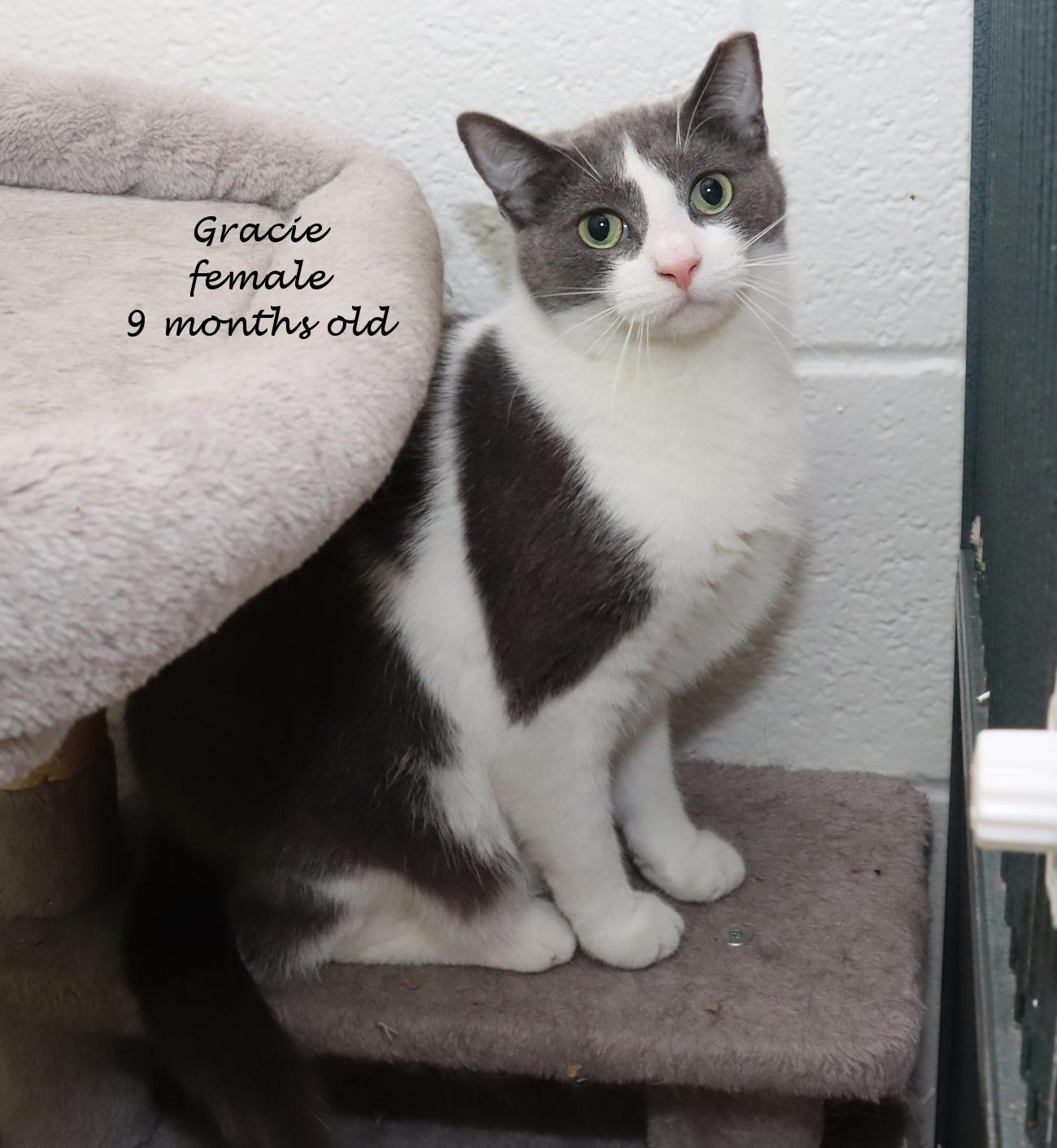 Enlarge Gracie, an adoptable Domestic Short Hair in Euclid, OH image 2/6