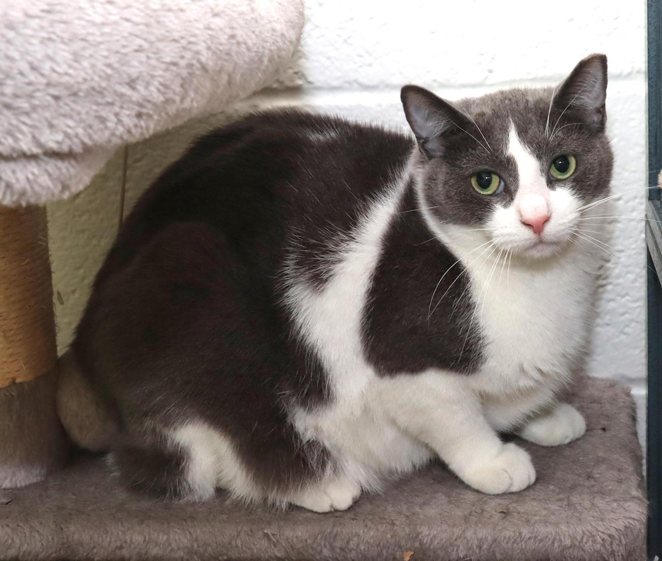 Enlarge Gracie, an adoptable Domestic Short Hair in Euclid, OH image 6/6