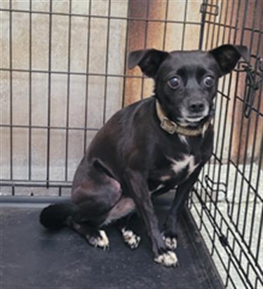 Enlarge BETTY, a Adoptable mixed breed in Lodi, CA image 1/1