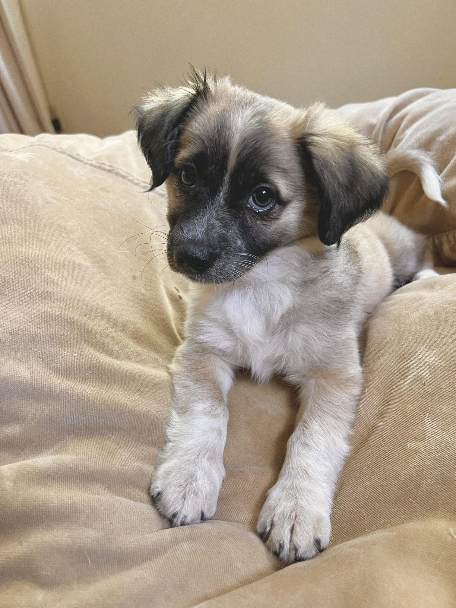 Elle, Adopted, Young Female Lhasa Apso & Terrier.