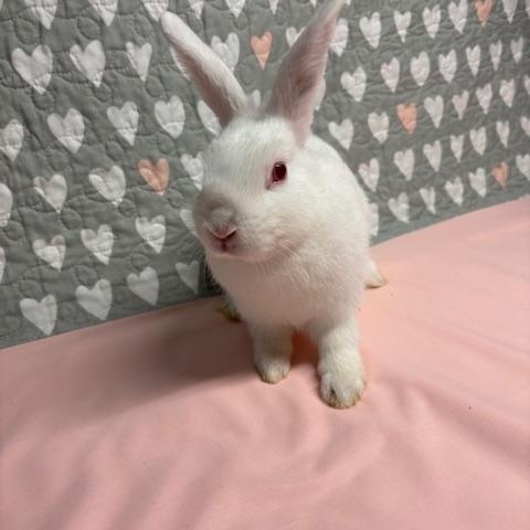 LEMON (YOUNG SPAYED FEMALE) FOSTER OR ADOPTER NEEDED, Adoptable, Baby Female Bunny Rabbit.