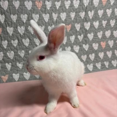 LEMON (YOUNG SPAYED FEMALE) FOSTER OR ADOPTER NEEDED, a Adoptable Bunny Rabbit in Forest Hills, NY image 2/6