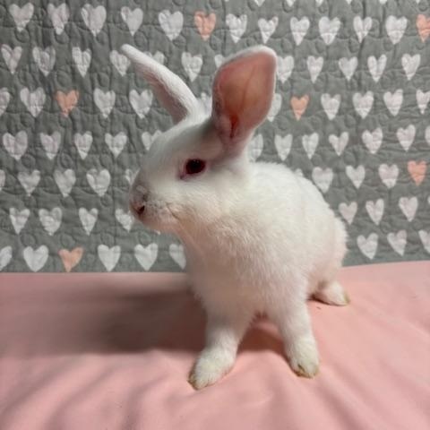 LEMON (YOUNG SPAYED FEMALE) FOSTER OR ADOPTER NEEDED, a Adoptable Bunny Rabbit in Forest Hills, NY image 3/6