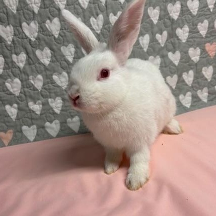 LEMON (YOUNG SPAYED FEMALE) FOSTER OR ADOPTER NEEDED, a Adoptable Bunny Rabbit in Forest Hills, NY image 4/6