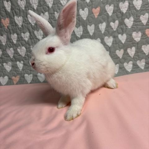 LEMON (YOUNG SPAYED FEMALE) FOSTER OR ADOPTER NEEDED, a Adoptable Bunny Rabbit in Forest Hills, NY image 5/6
