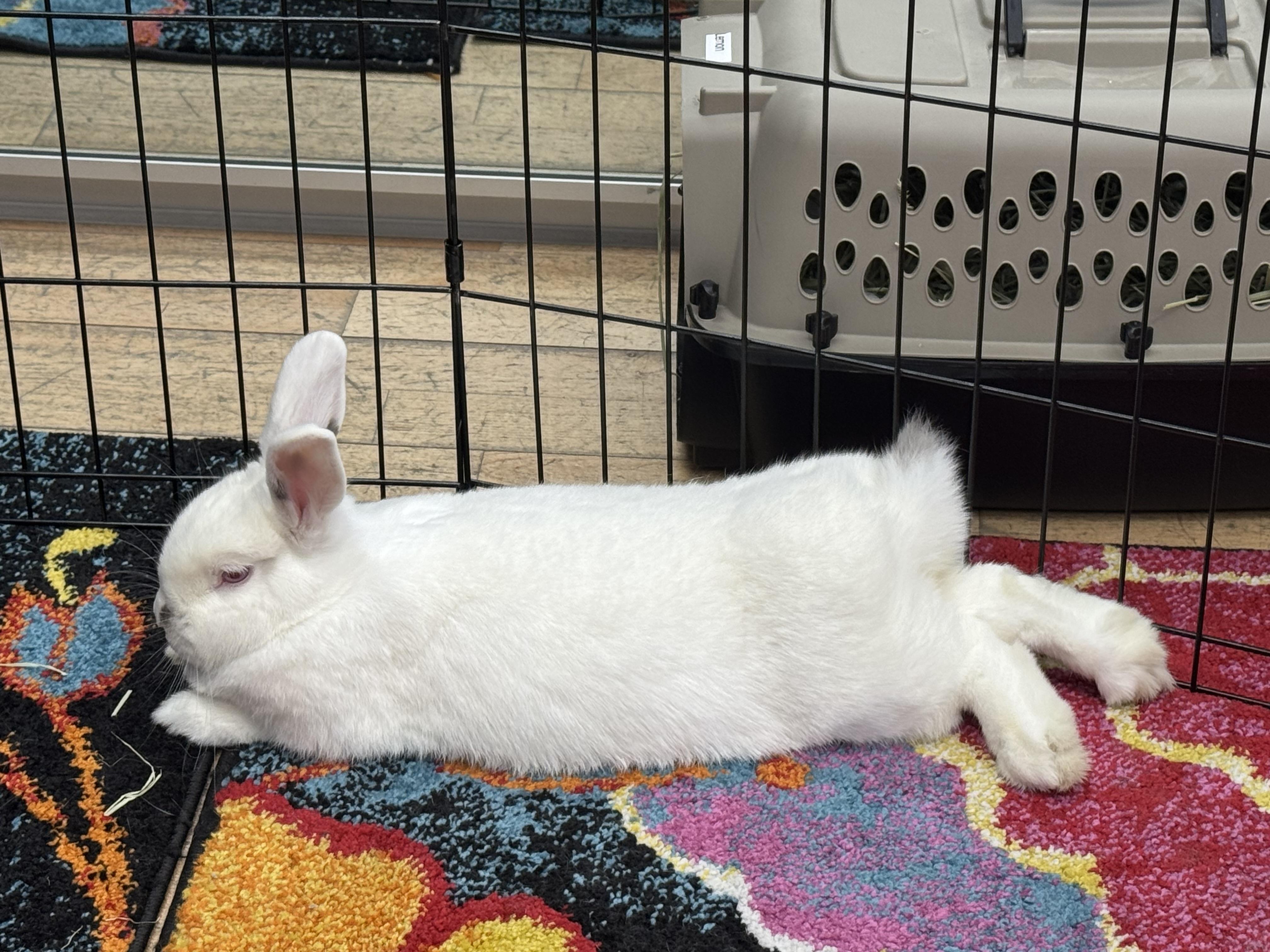 Enlarge LEMON , a Adoptable Bunny Rabbit in Forest Hills, NY image 3/4