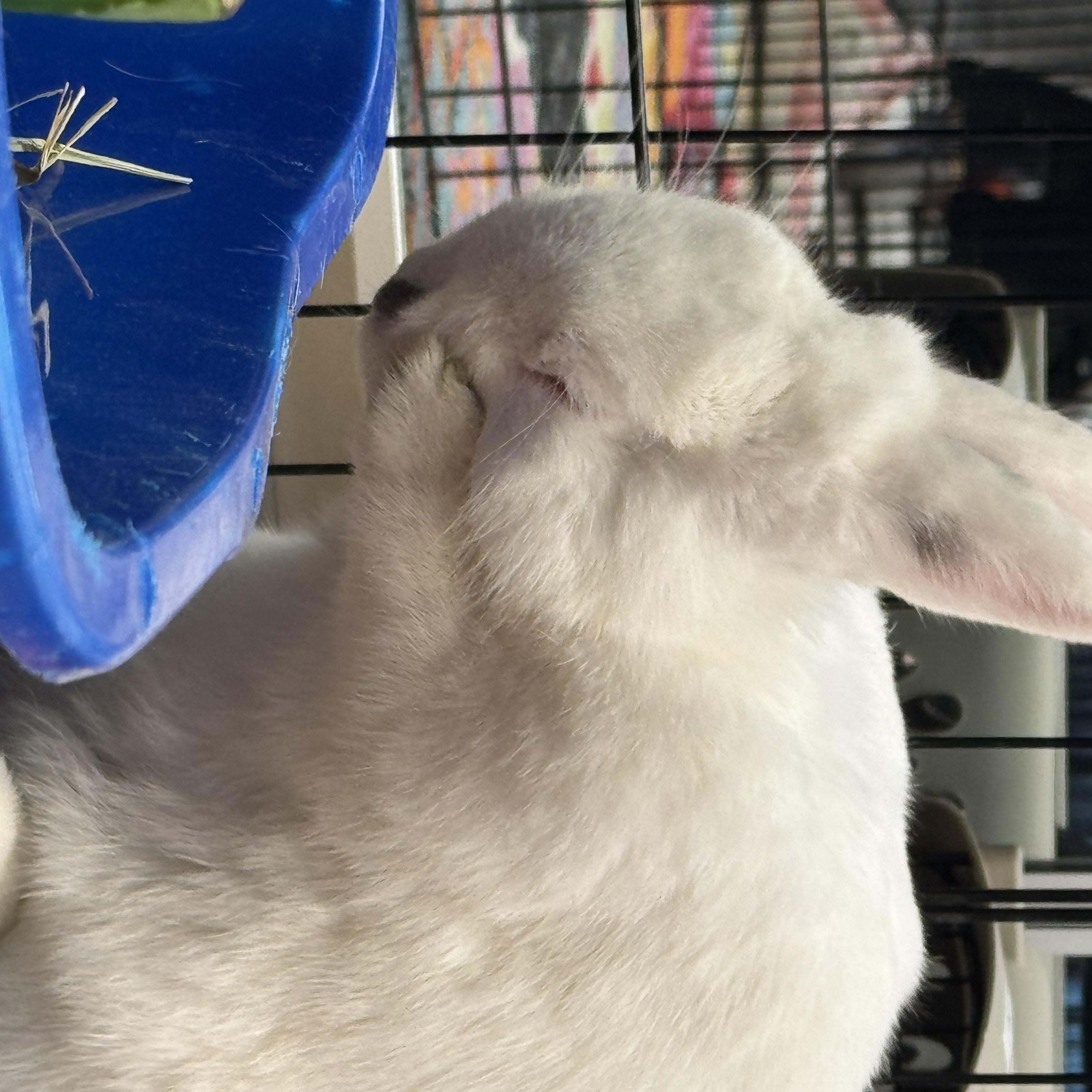 Enlarge LEMON , a Adoptable Bunny Rabbit in Forest Hills, NY image 4/4