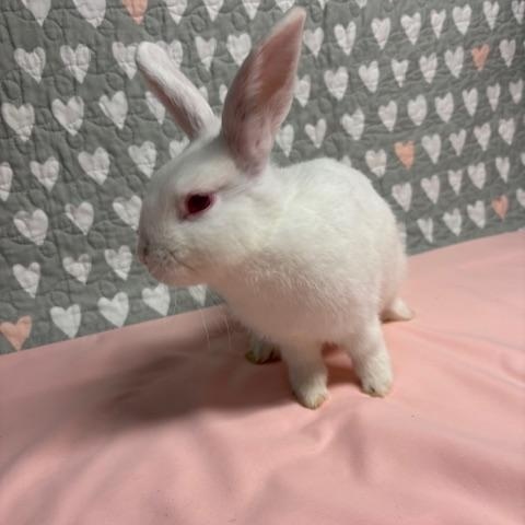LEMON (YOUNG SPAYED FEMALE) FOSTER OR ADOPTER NEEDED, a Adoptable Bunny Rabbit in Forest Hills, NY image 6/6