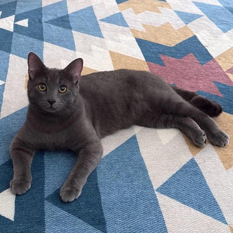 Patrick, a ADOPTABLE Russian Blue in Orlando, FL image 2/3