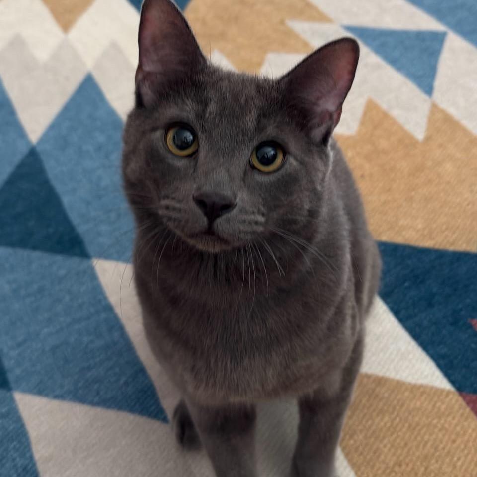 Patrick, ADOPTABLE, Young Male Russian Blue.
