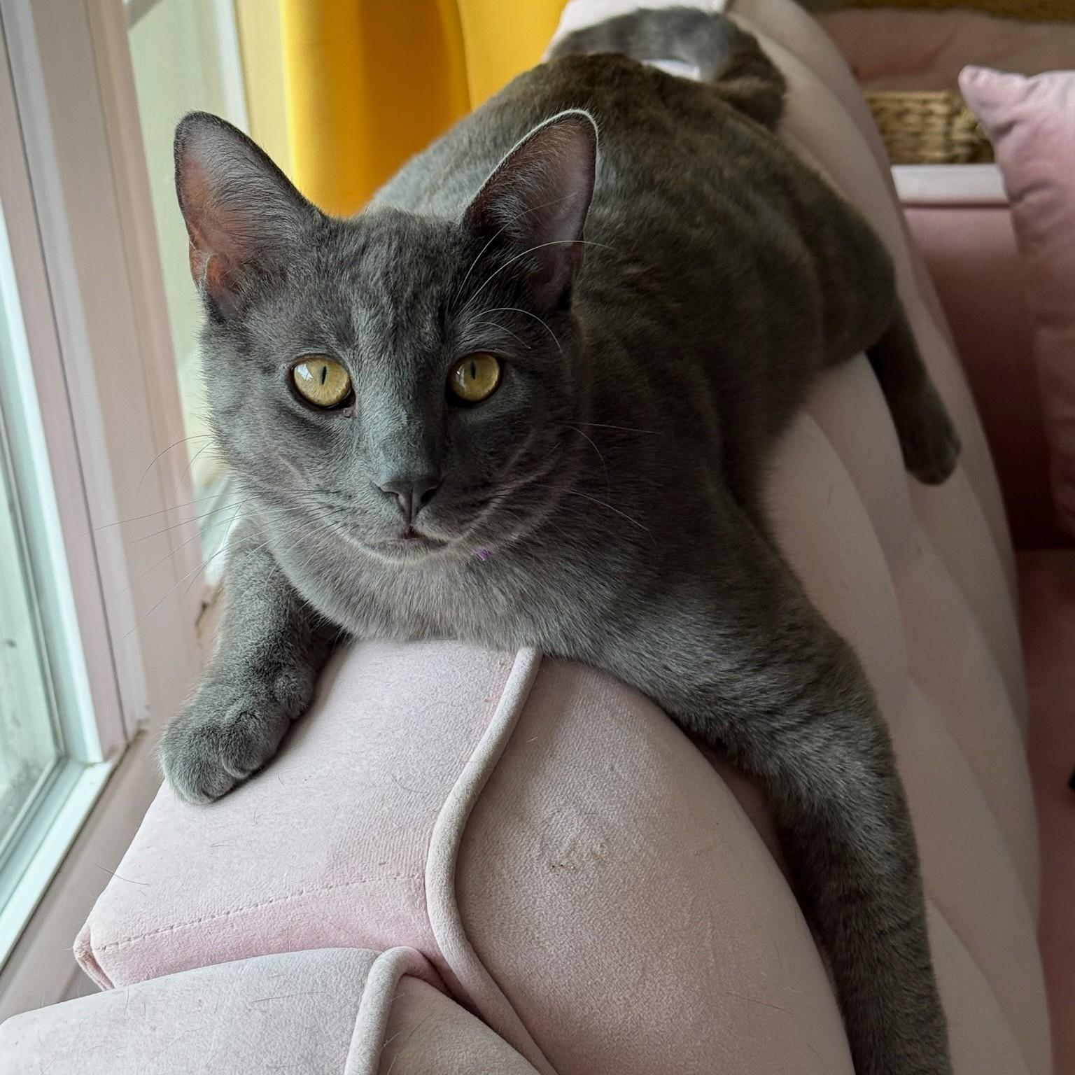 Patrick, a ADOPTABLE Russian Blue in Orlando, FL image 3/3