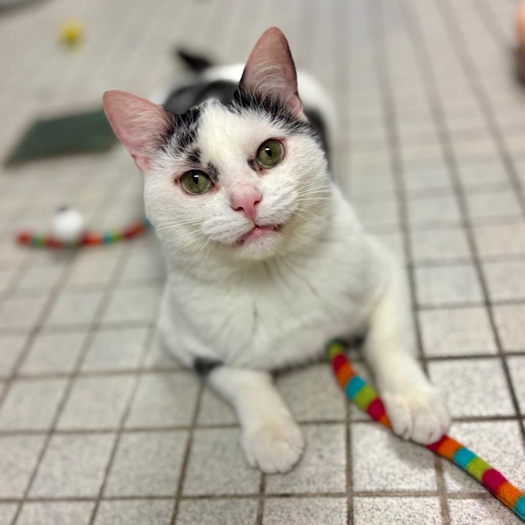 Ziggy, Adoptable, Adult Male Domestic Short Hair.