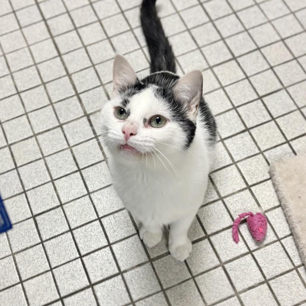 Ziggy, Adoptable, Adult Male Domestic Short Hair.