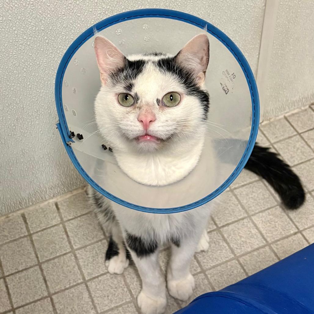 Ziggy, a Adoptable Domestic Short Hair in Wantagh, NY image 2/6