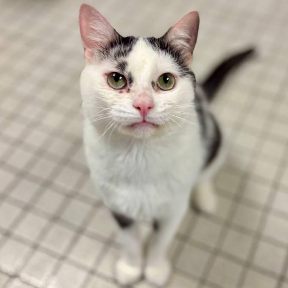Ziggy, a Adoptable Domestic Short Hair in Wantagh, NY image 2/6