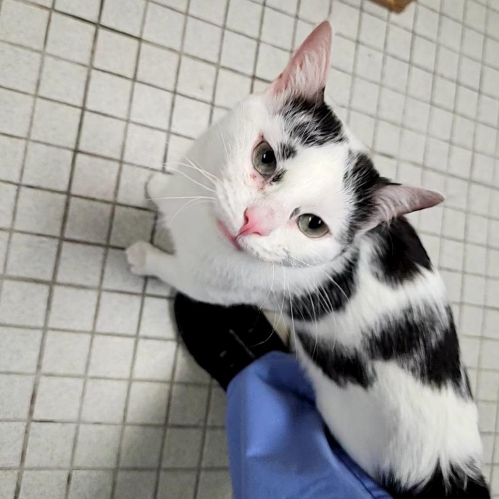 Ziggy, a Adoptable Domestic Short Hair in Wantagh, NY image 3/6
