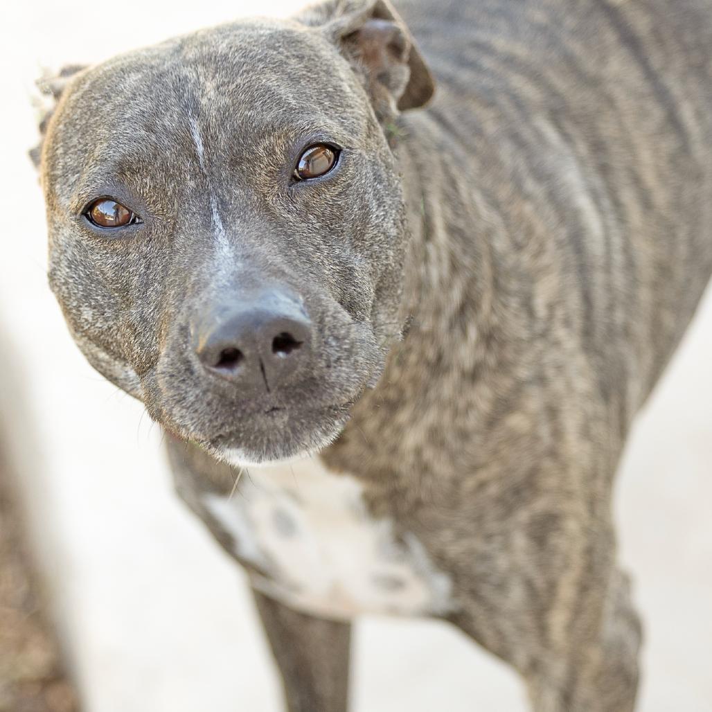 Bowie, Adoptable, Adult Male Terrier & Mountain Cur.