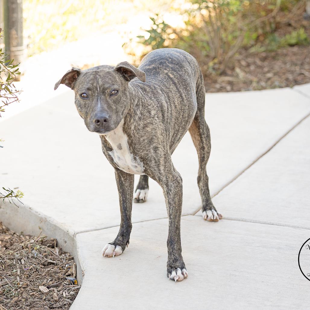 Enlarge Bowie, a Adoptable mixed breed in Abilene, TX image 2/3