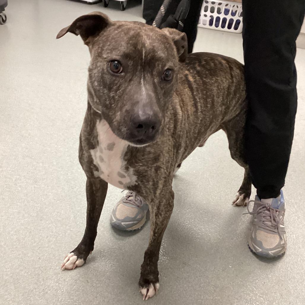 Enlarge Bowie, a Adoptable mixed breed in Abilene, TX image 3/3