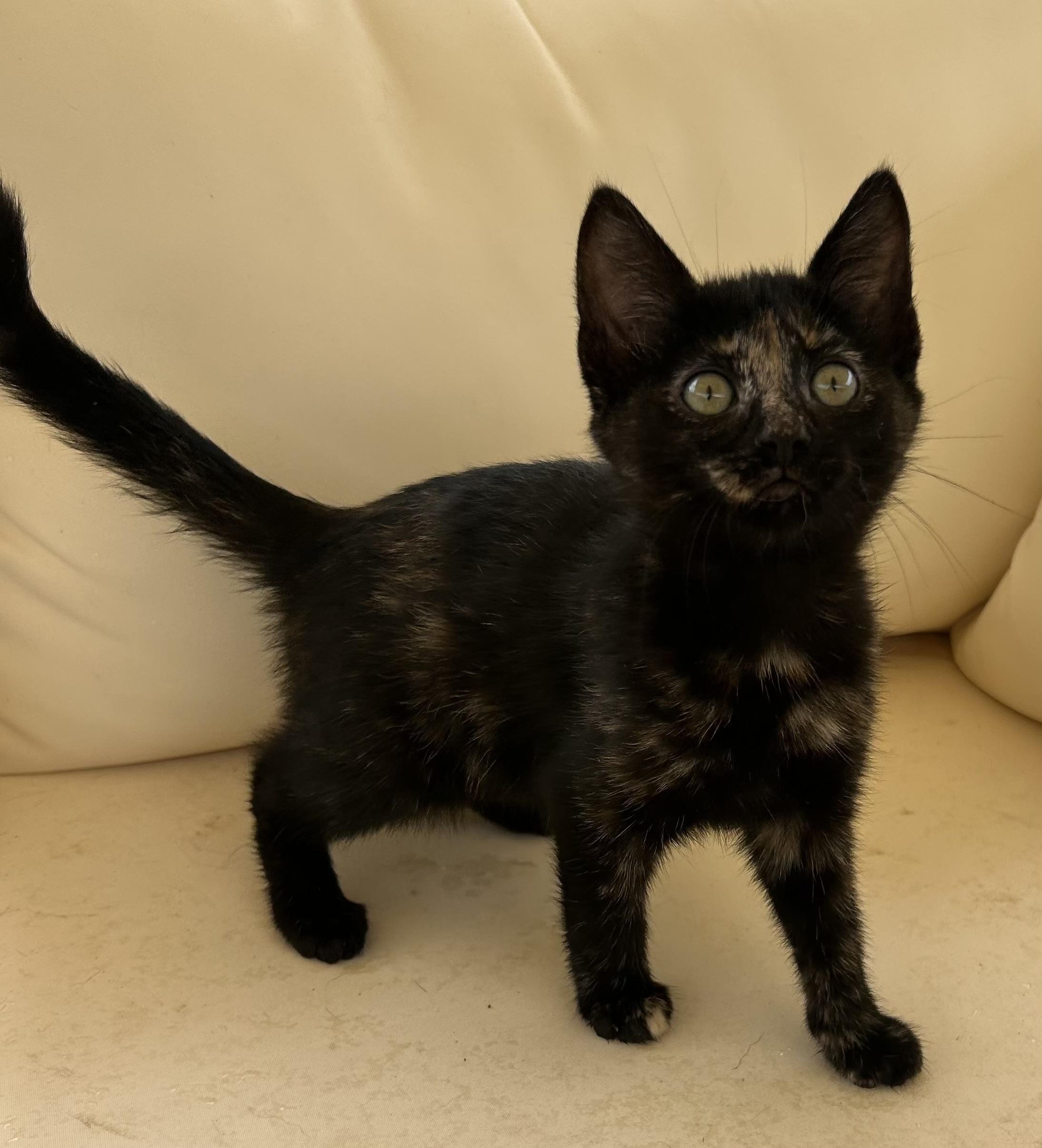 Hazel, adopted, Kitten Female Tortoiseshell.