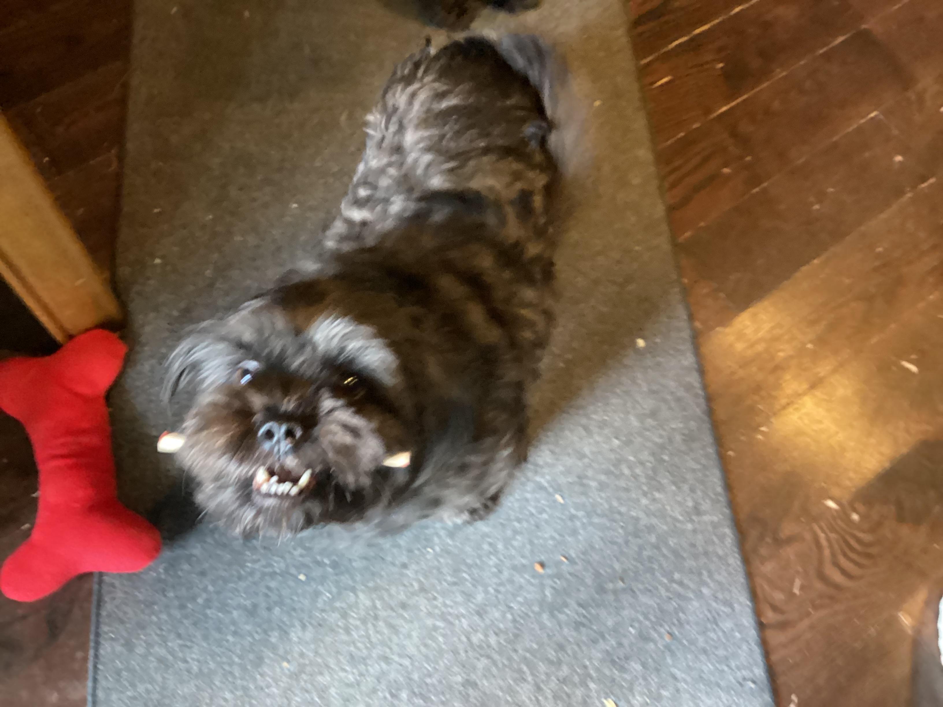 Bear/Teddi photo 6