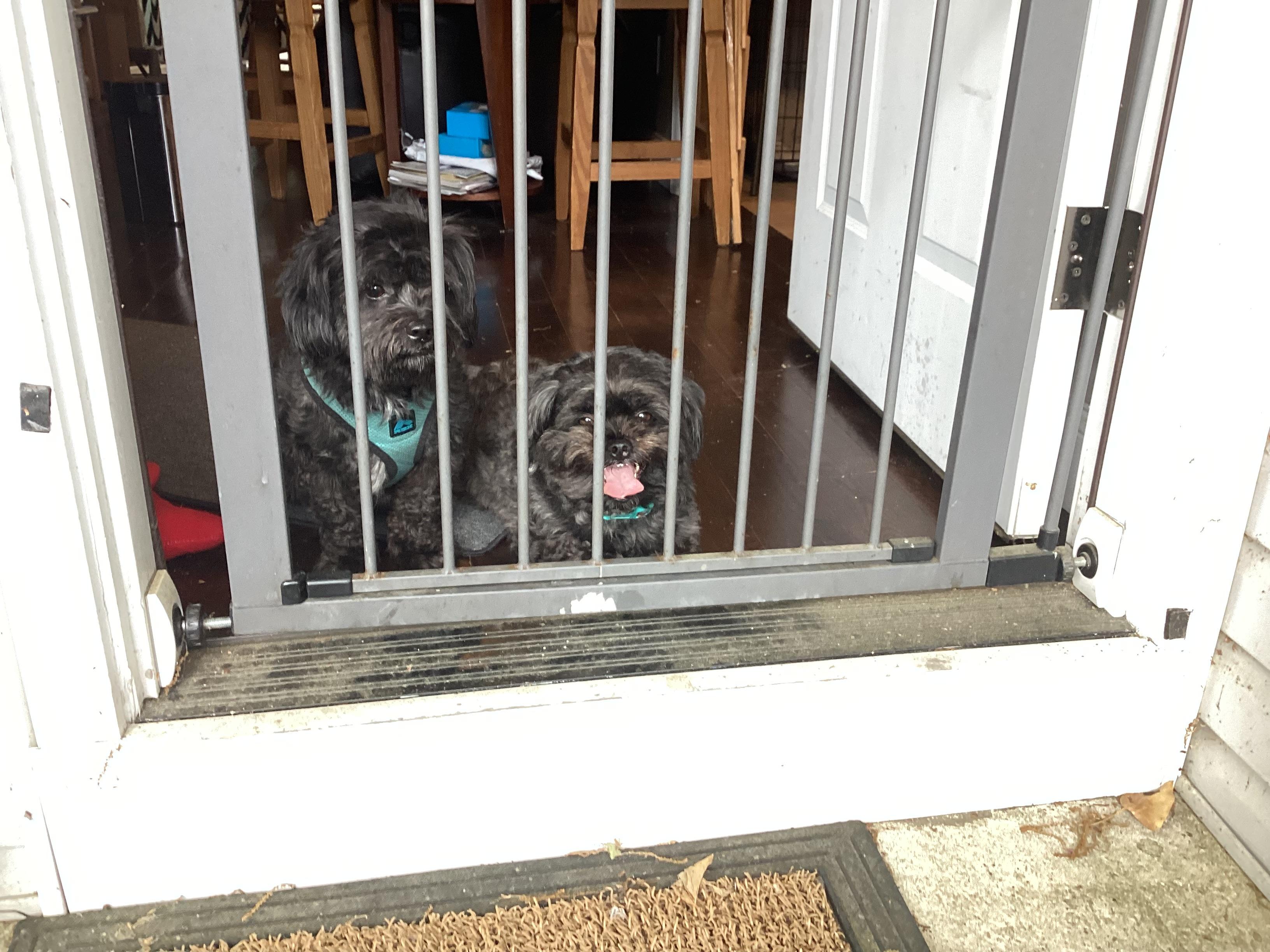 Bear/Teddi, Adult Male Bichon Frise
