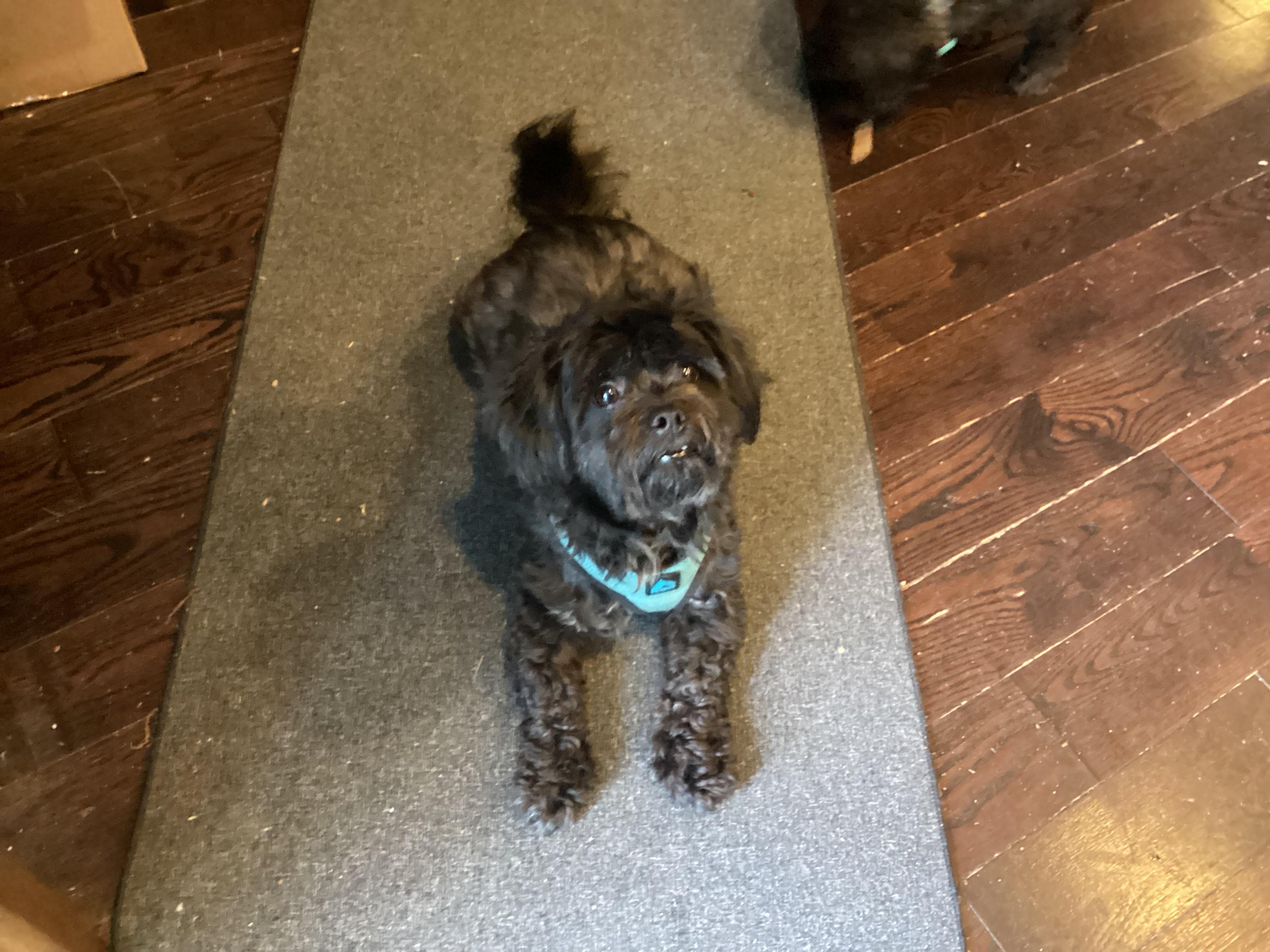 Bear/Teddi photo 4