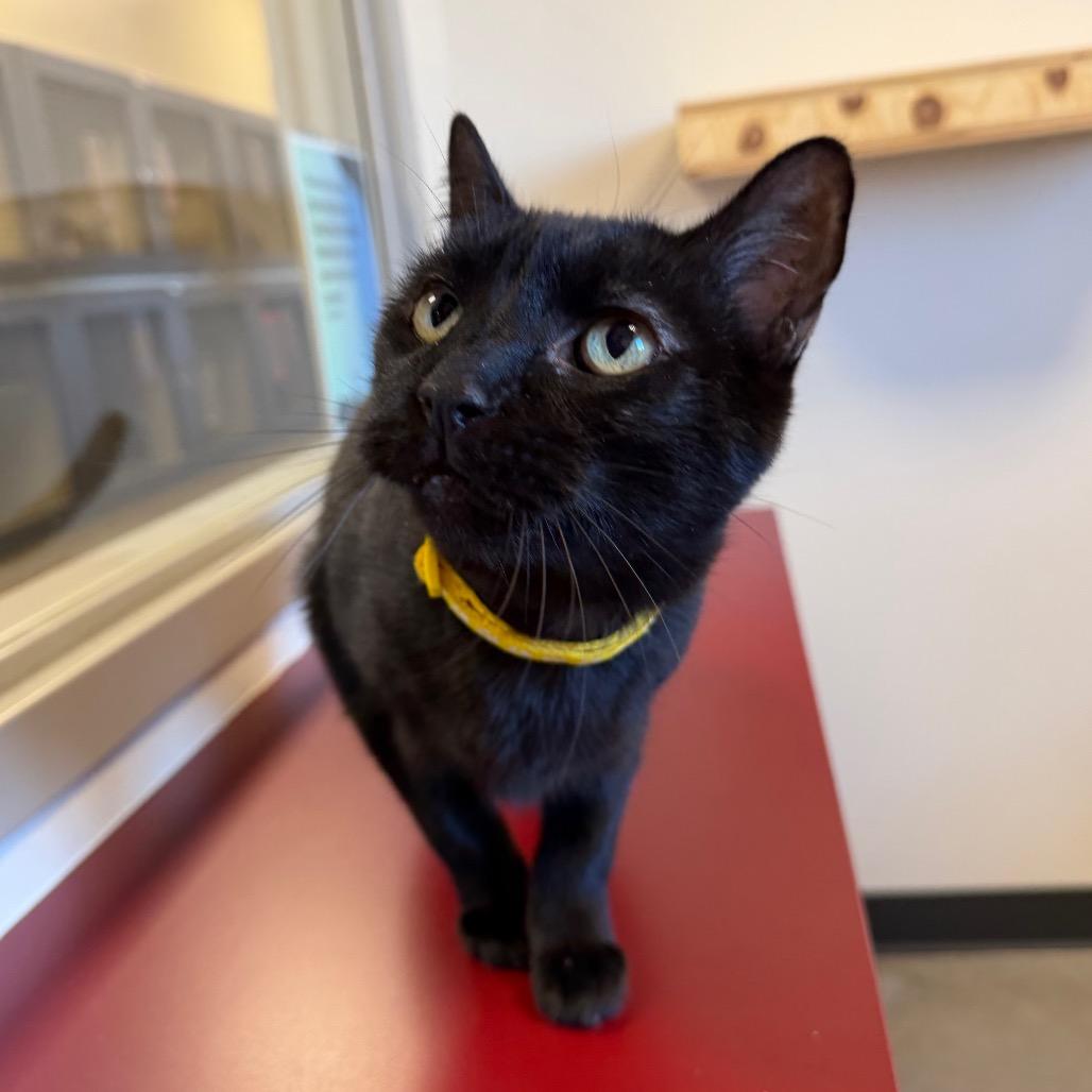 Paul, a Adoptable Domestic Short Hair in Cody, WY image 1/3