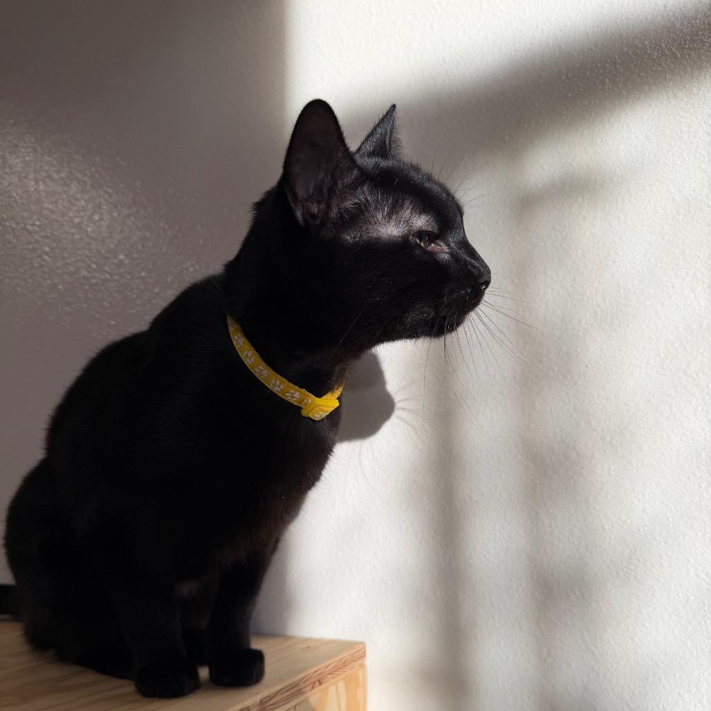 Paul, a Adoptable Domestic Short Hair in Cody, WY image 2/3